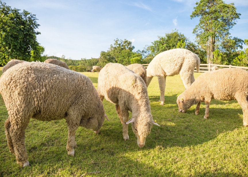 Merinoull – det fineste du kan kle deg med!